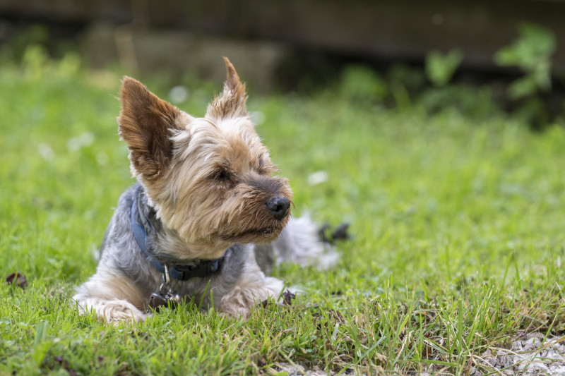 Hôtel le Cro-Bidou_Saint-Paul-en-Chablais - © Cro-Bidou Hôtel le Cro-Bidou_Saint-Paul-en-Chablais